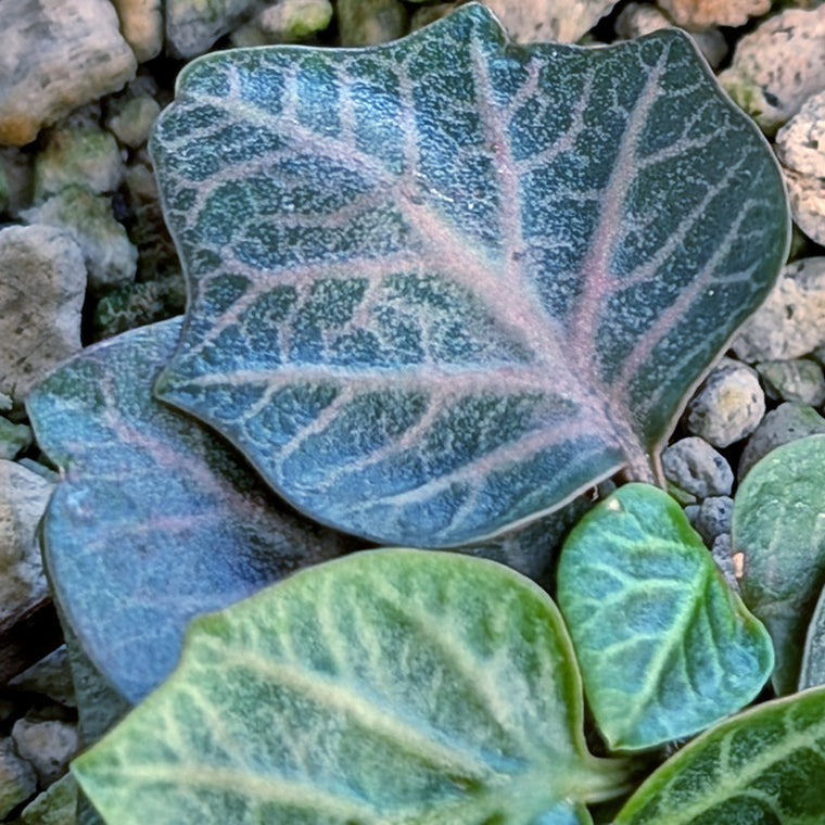 Euphorbia francoisii #15