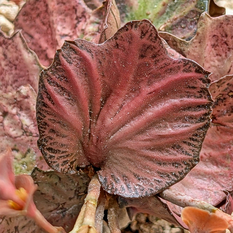 Euphorbia francoisii #15