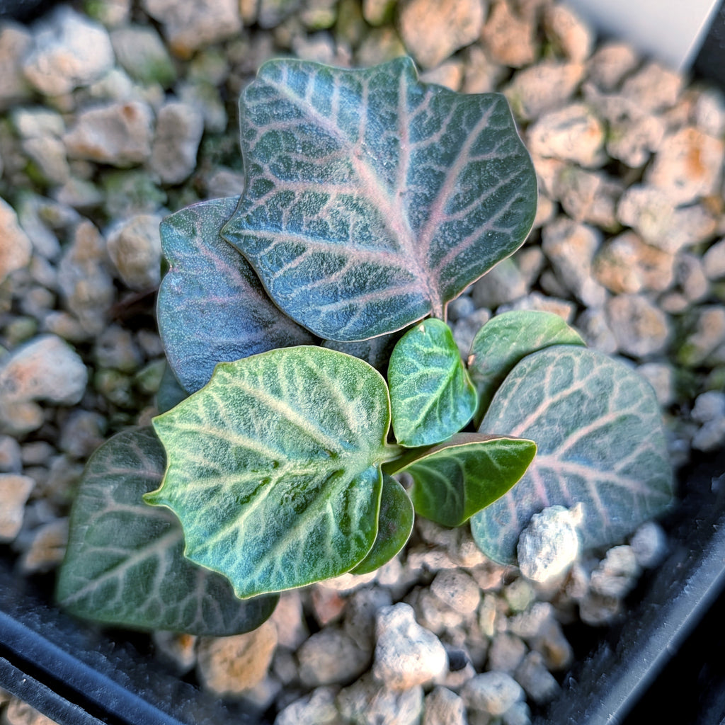 Euphorbia francoisii #15