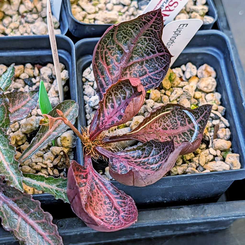 Euphorbia francoisii #15
