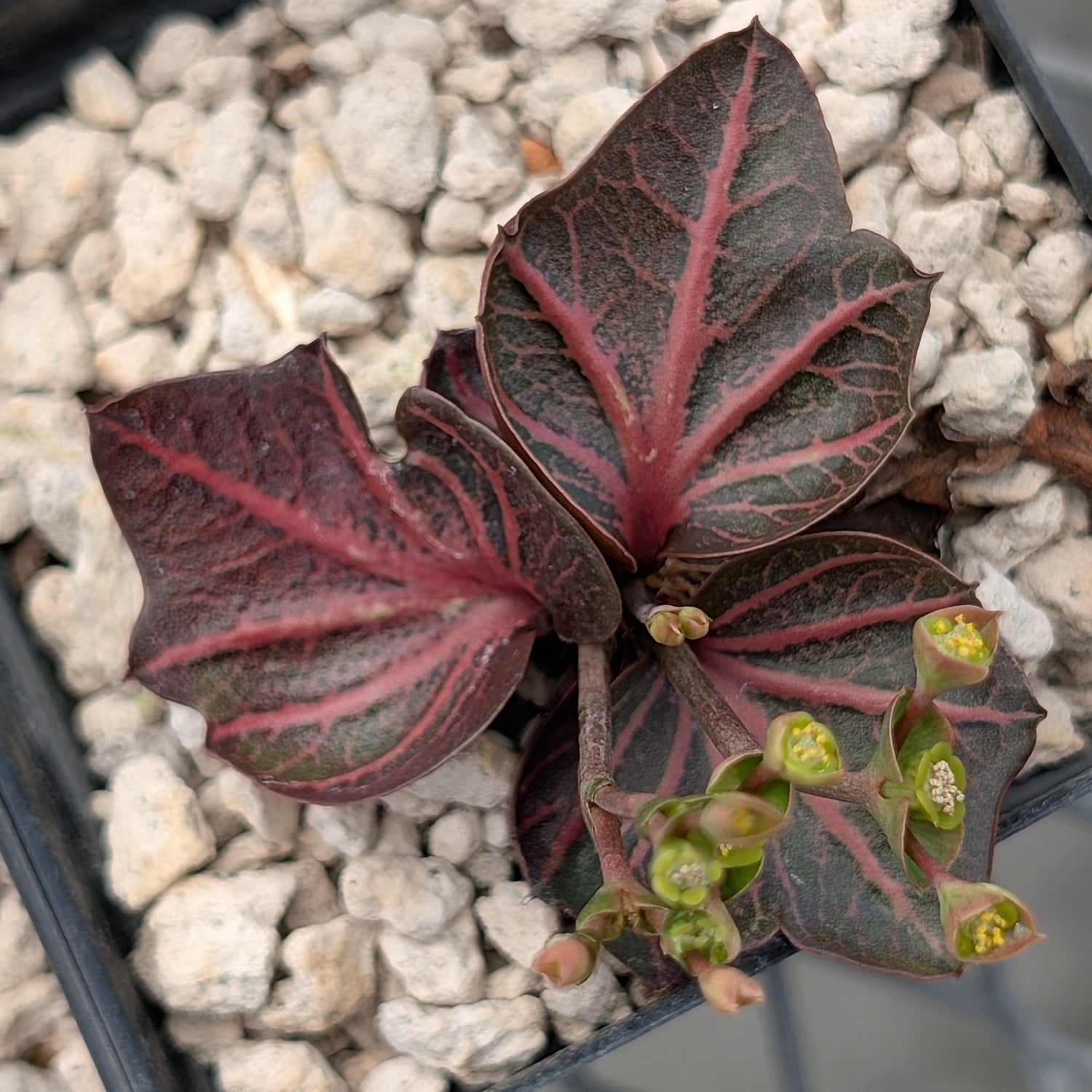 Euphorbia francoisii #15