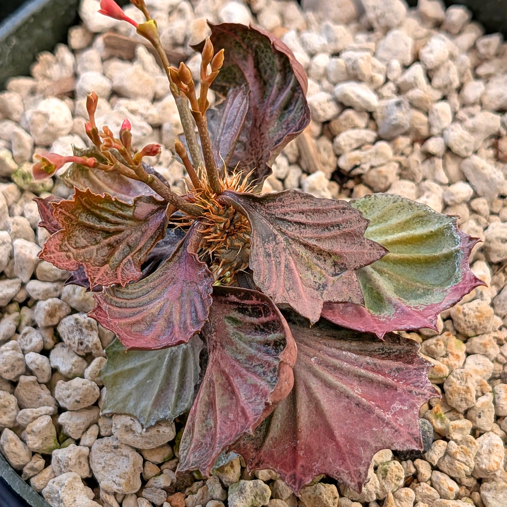 Euphorbia francoisii #15