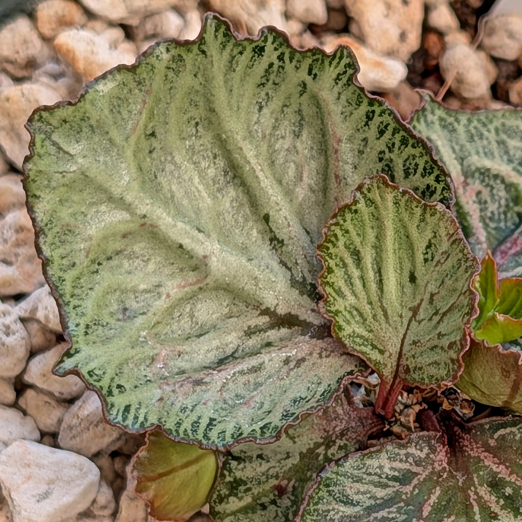 Euphorbia francoisii #15