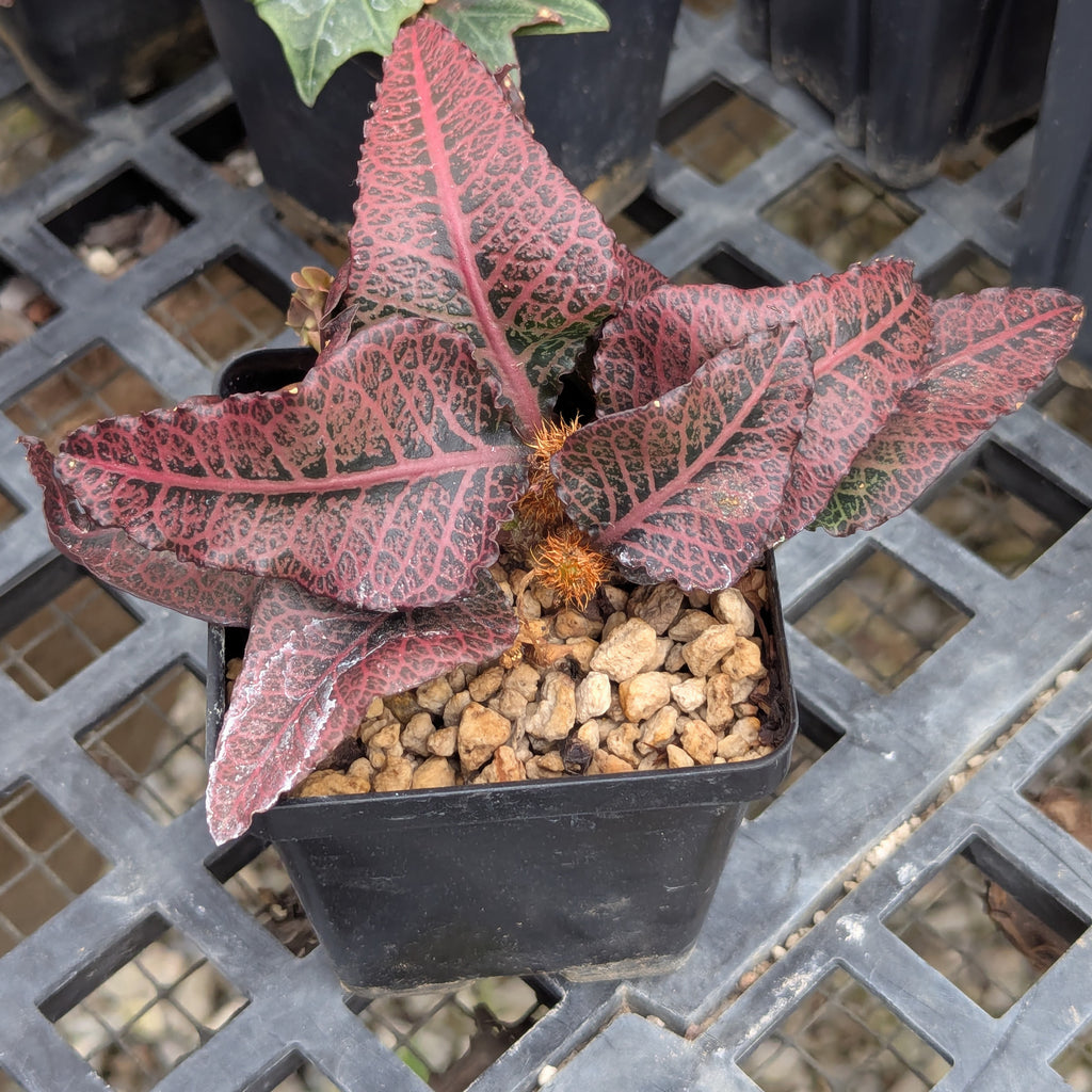 Euphorbia francoisii #15