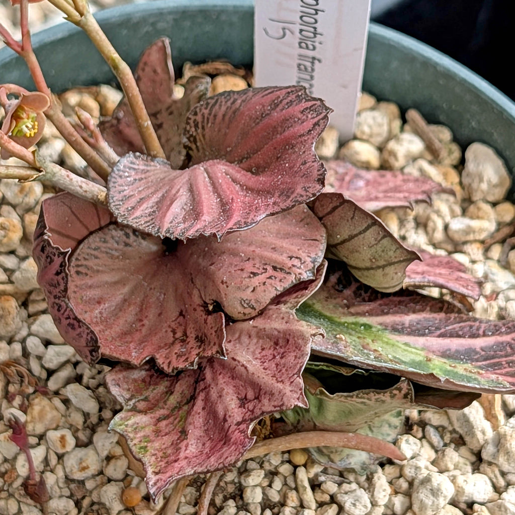 Euphorbia francoisii #15