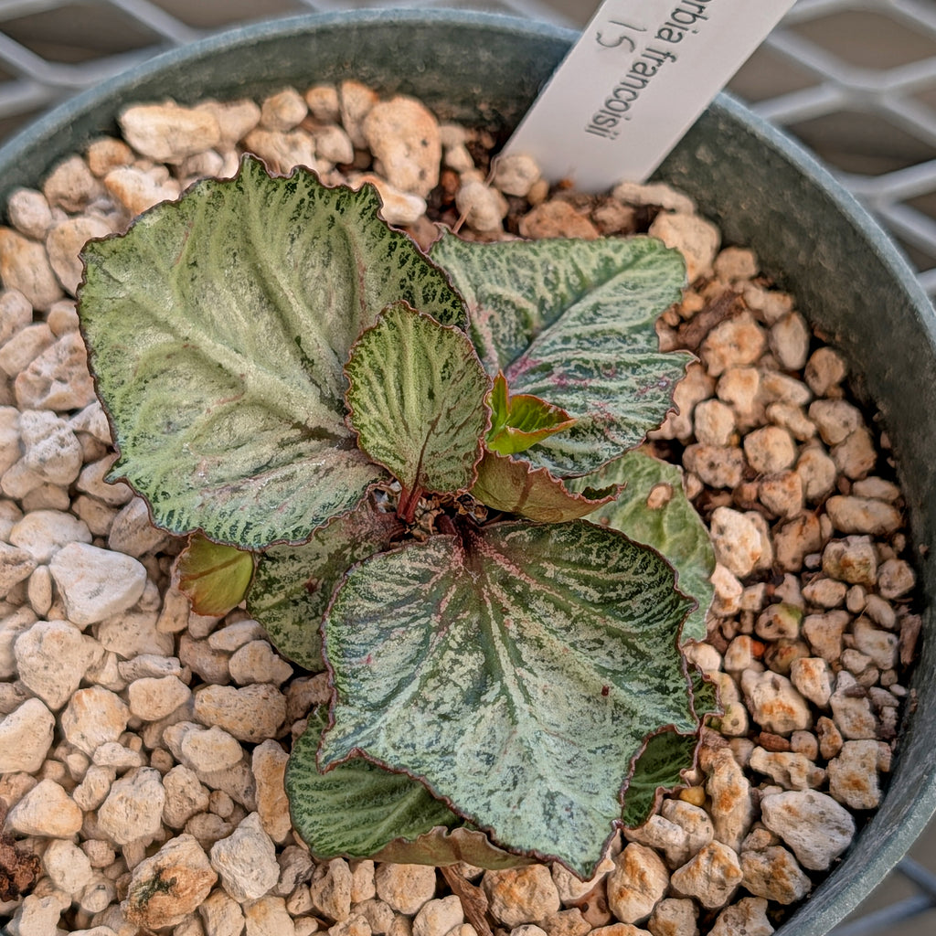 Euphorbia francoisii #15