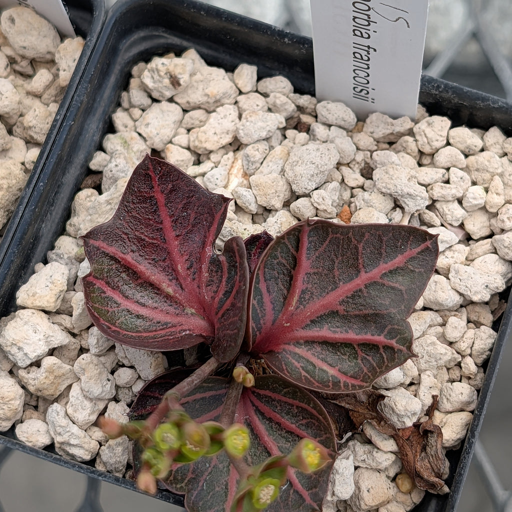 Euphorbia francoisii #15