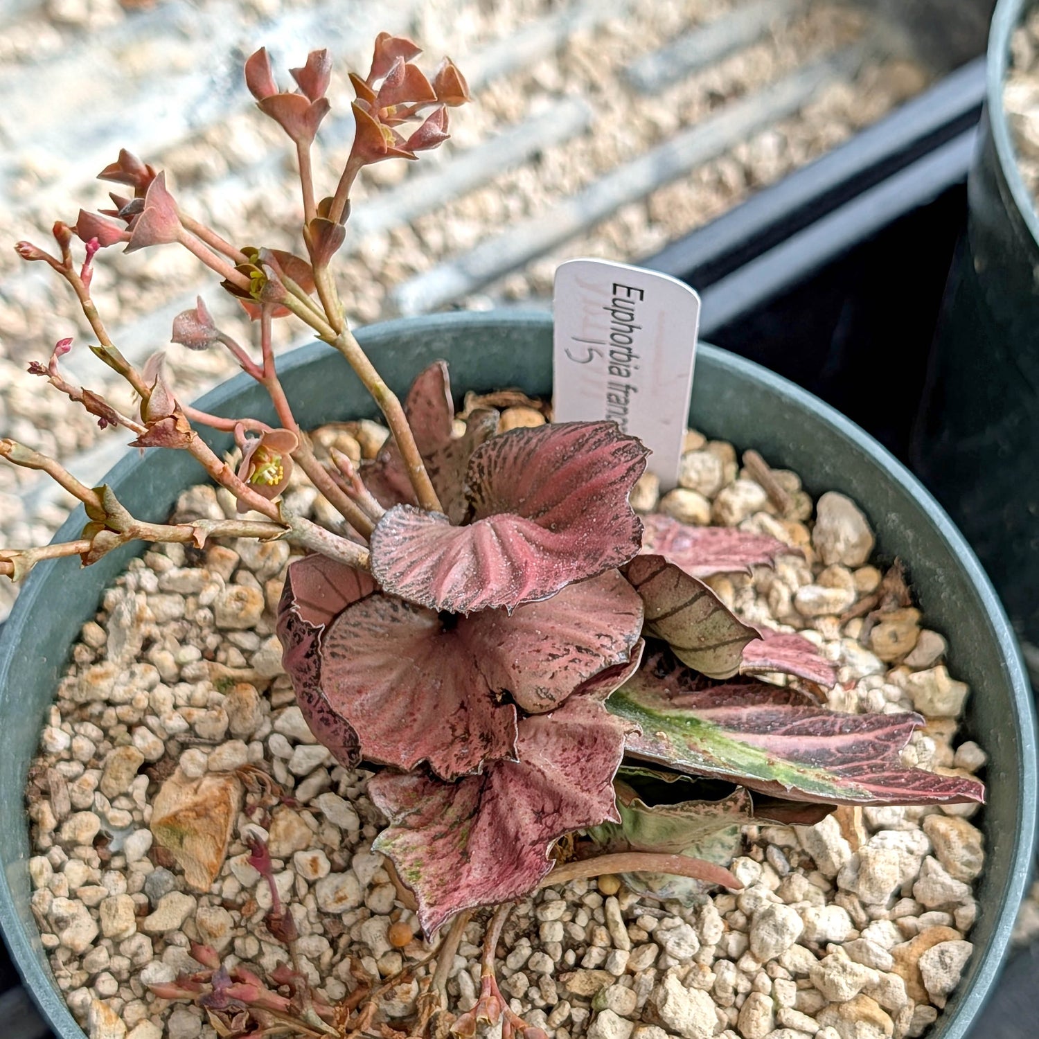 Euphorbia francoisii #15
