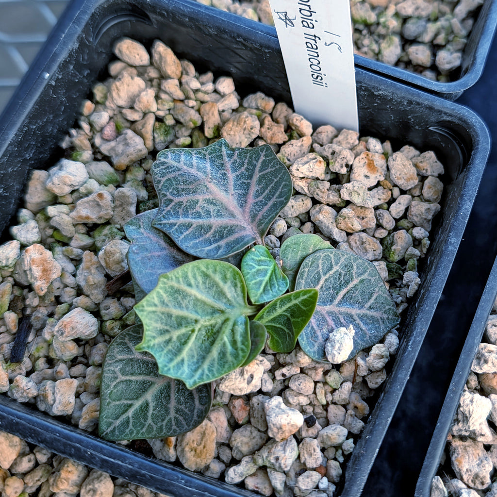 Euphorbia francoisii #15
