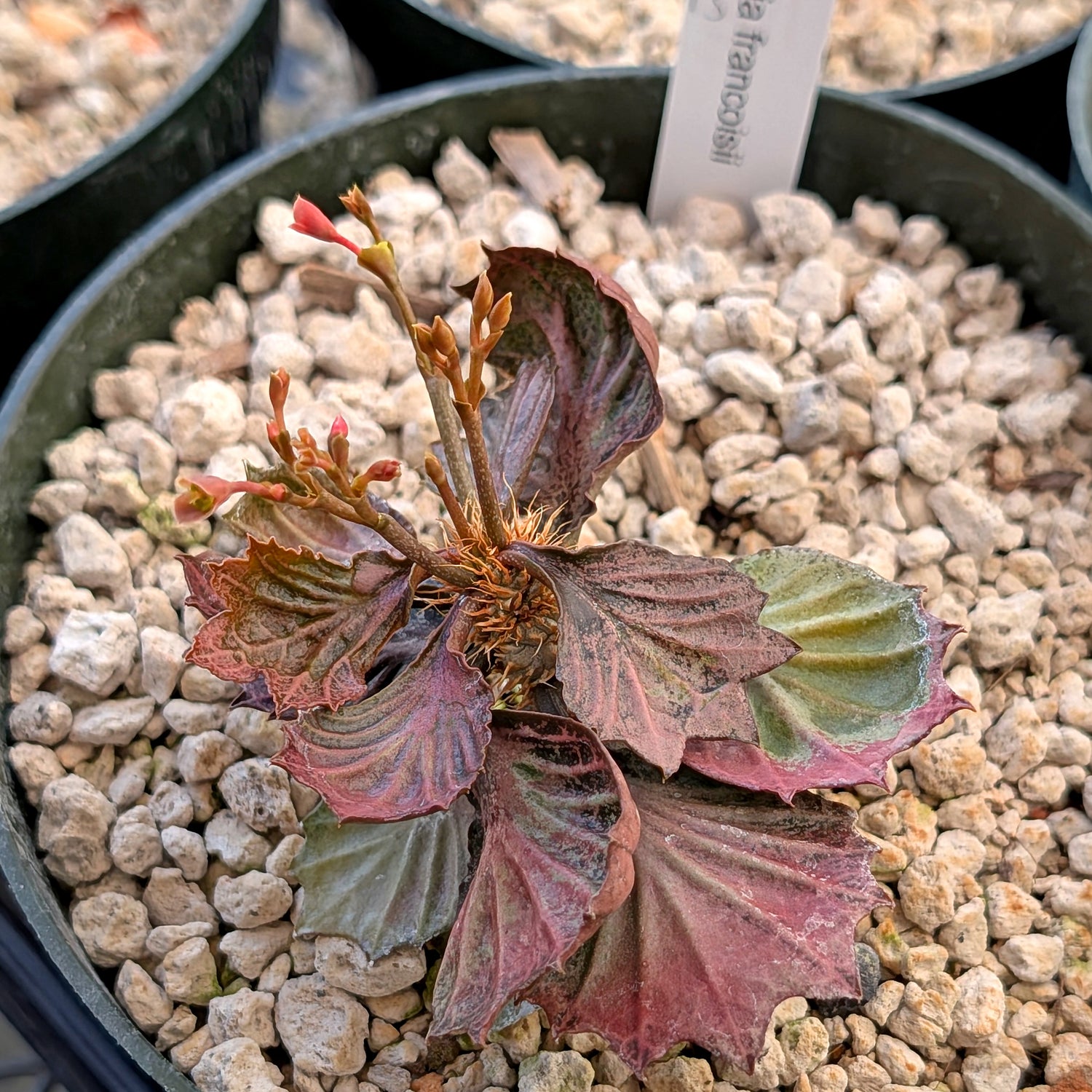 Euphorbia francoisii #15