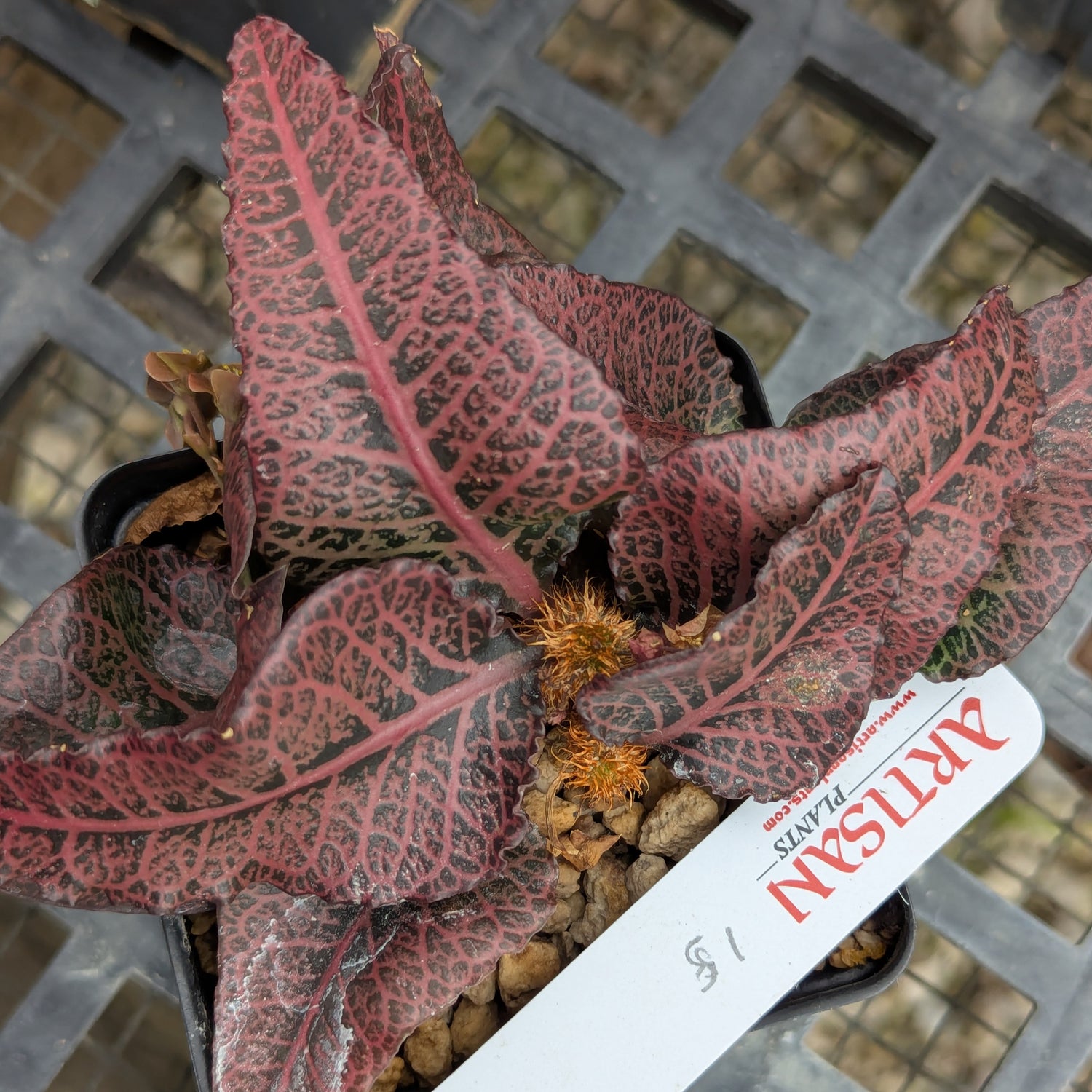 Euphorbia francoisii #15
