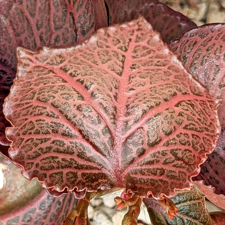 Euphorbia francoisii #16
