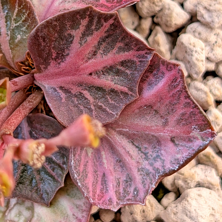 Euphorbia francoisii #16