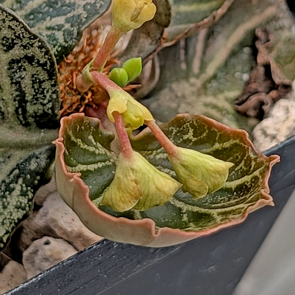 Euphorbia francoisii #16