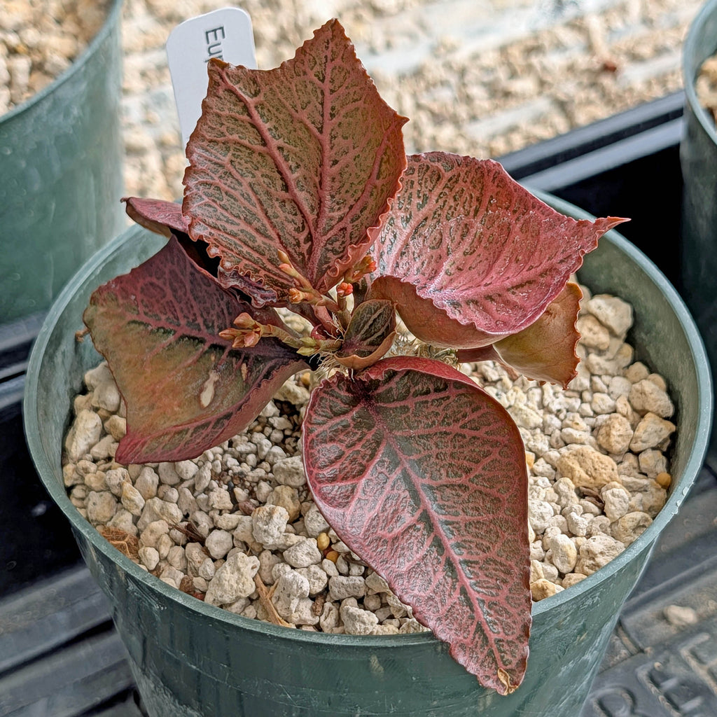 Euphorbia francoisii #16