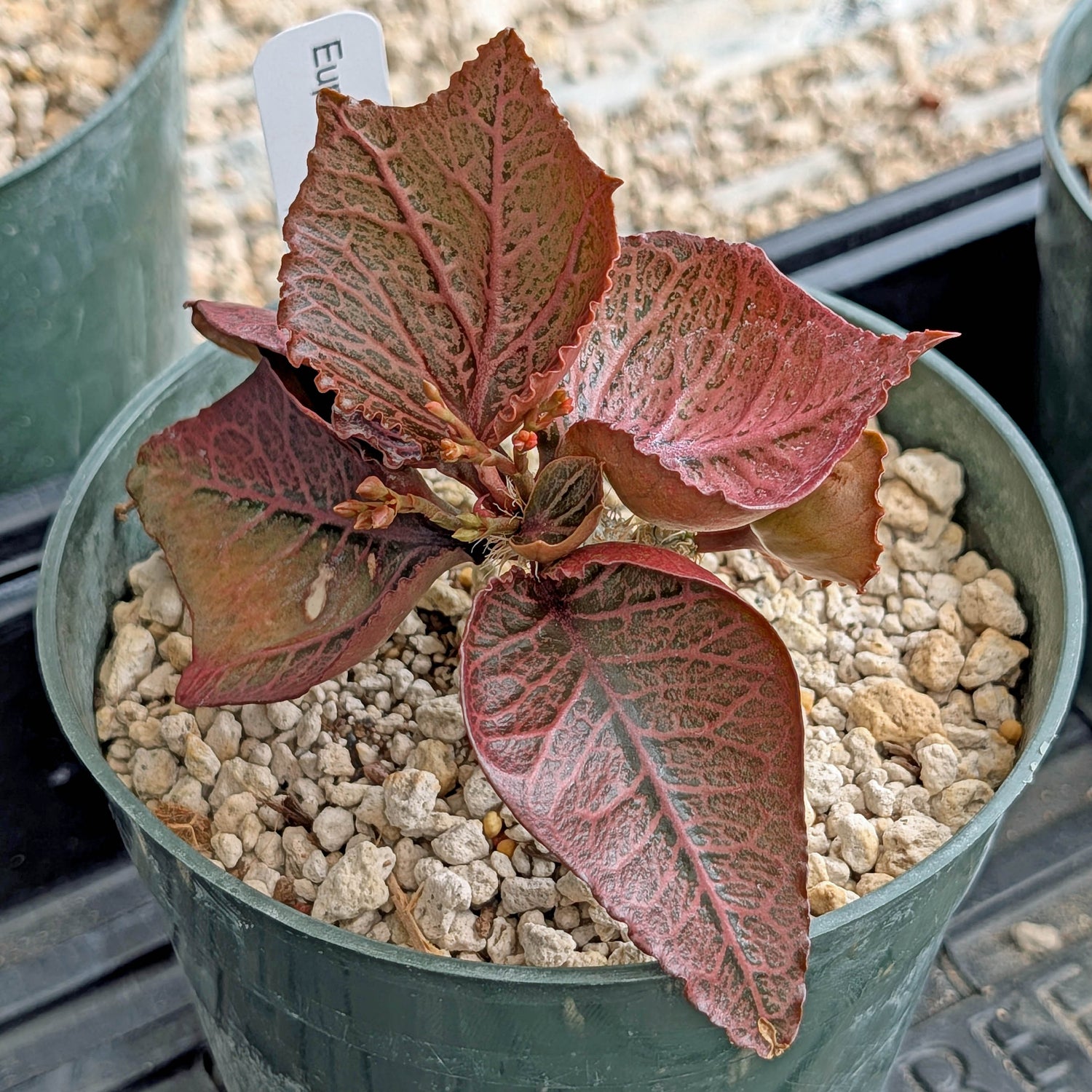 Euphorbia francoisii #16