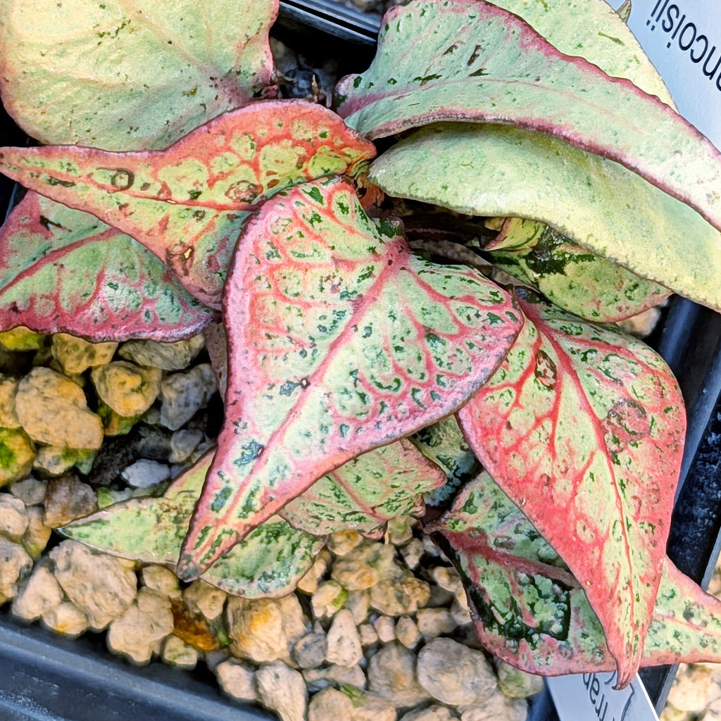 Euphorbia francoisii #16