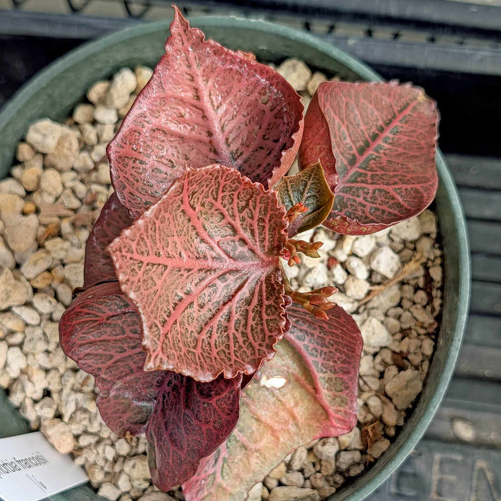 Euphorbia francoisii #16