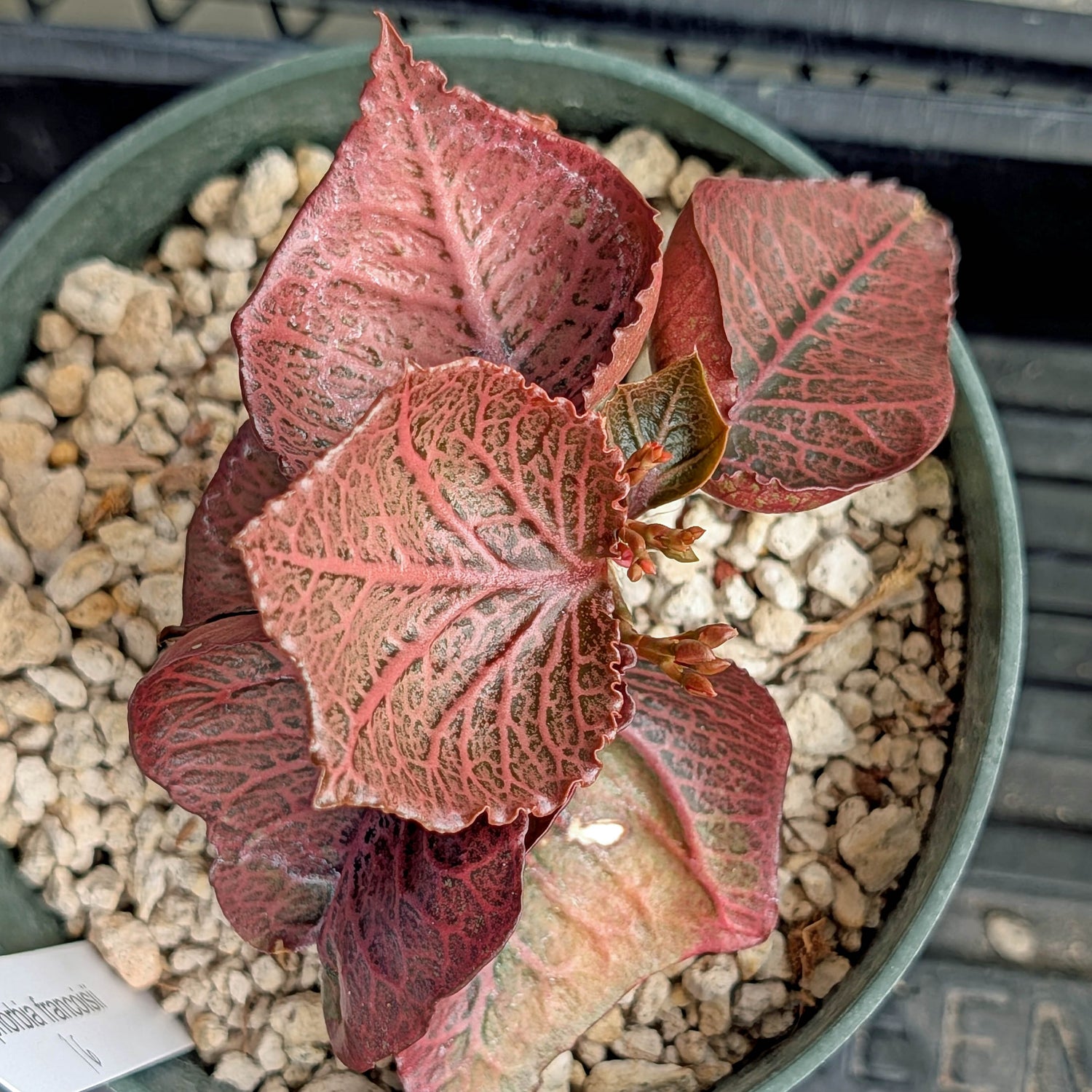 Euphorbia francoisii #16
