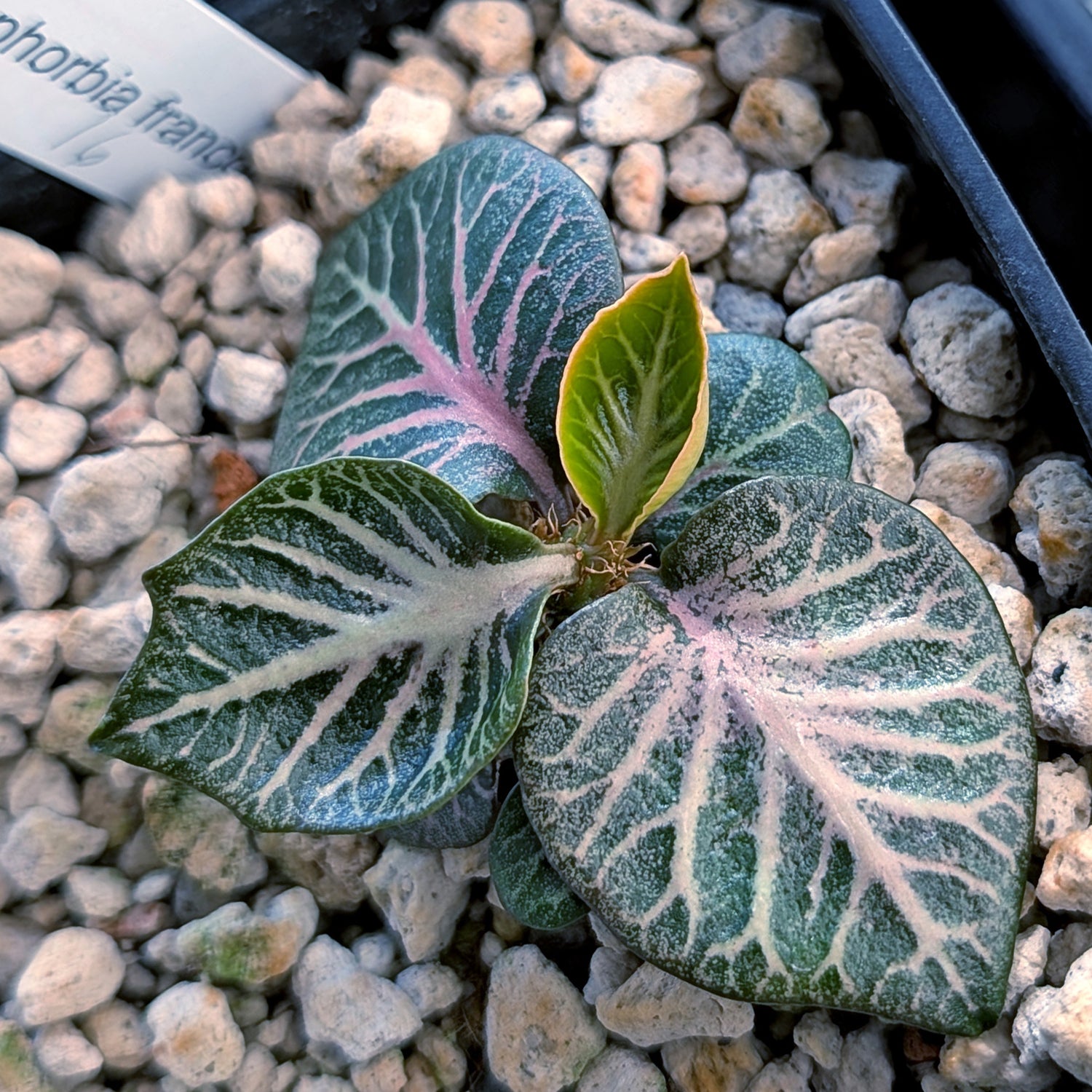 Euphorbia francoisii #16