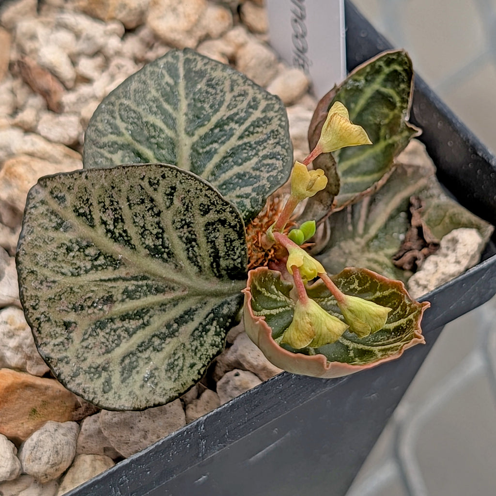 Euphorbia francoisii #16