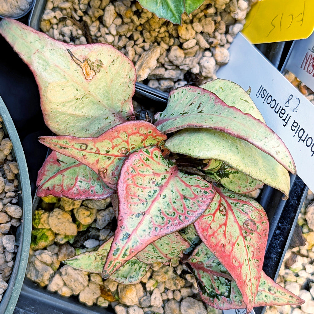 Euphorbia francoisii #16