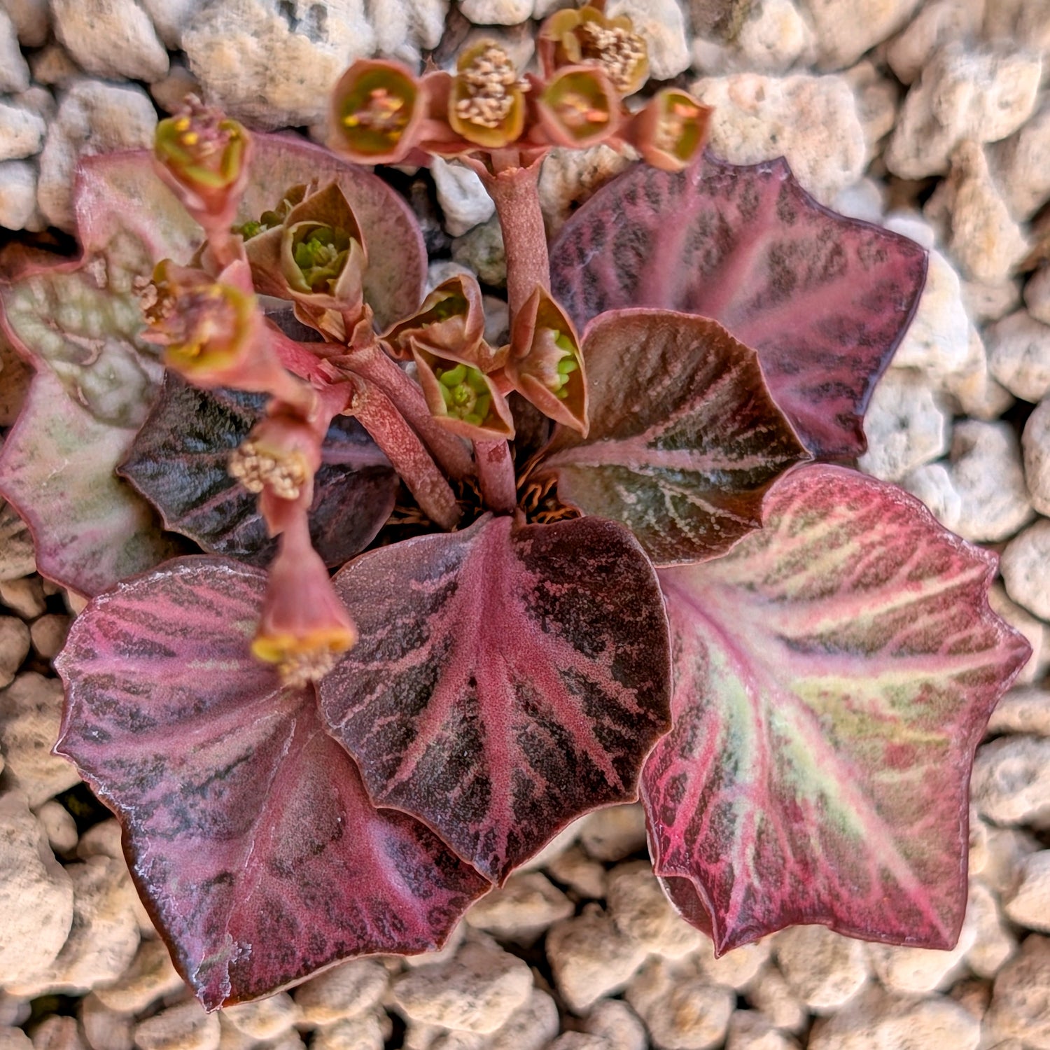 Euphorbia francoisii #16