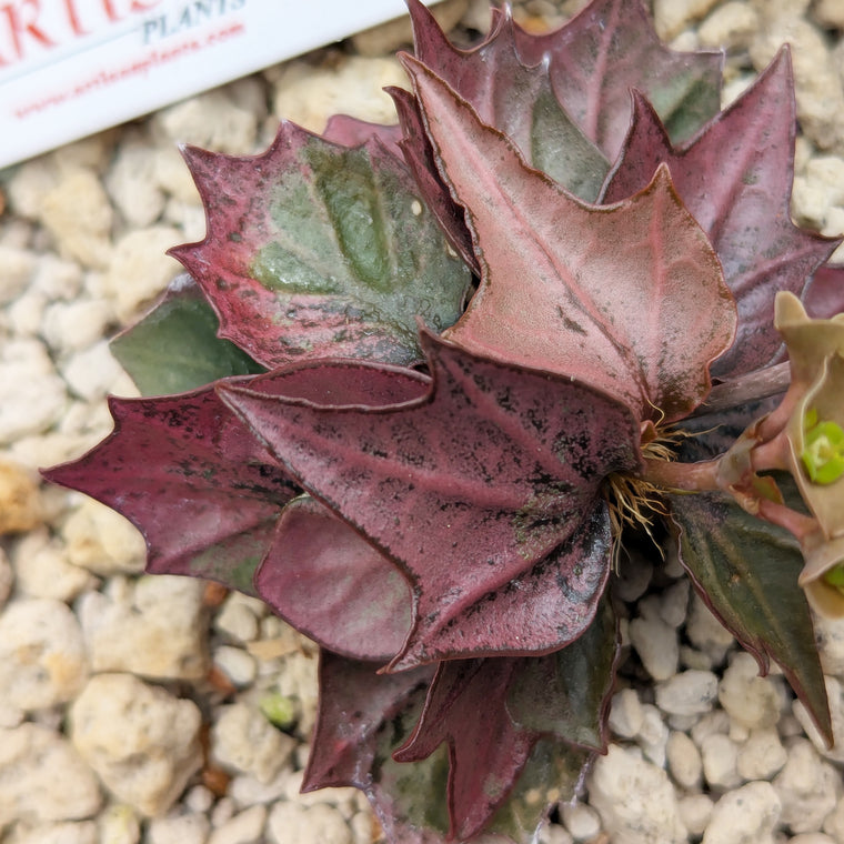 Euphorbia francoisii #16