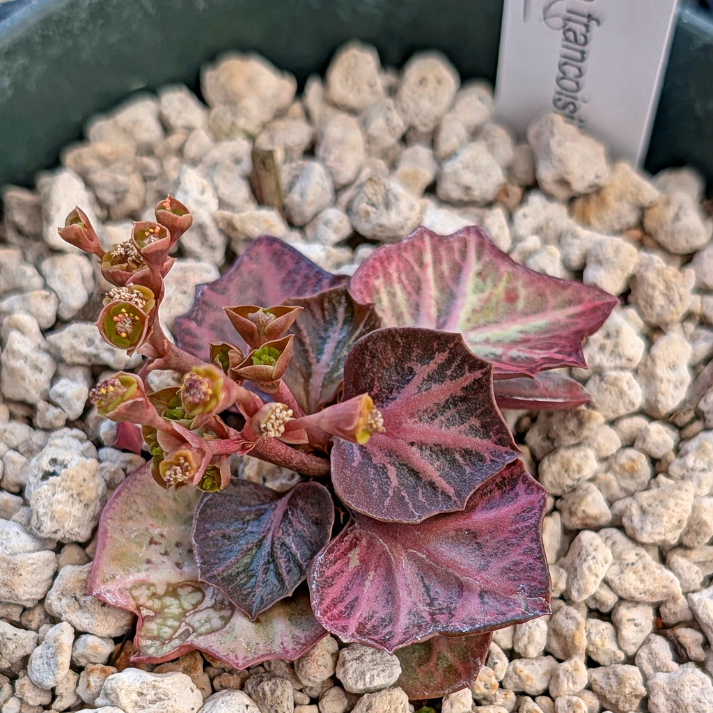 Euphorbia francoisii #16