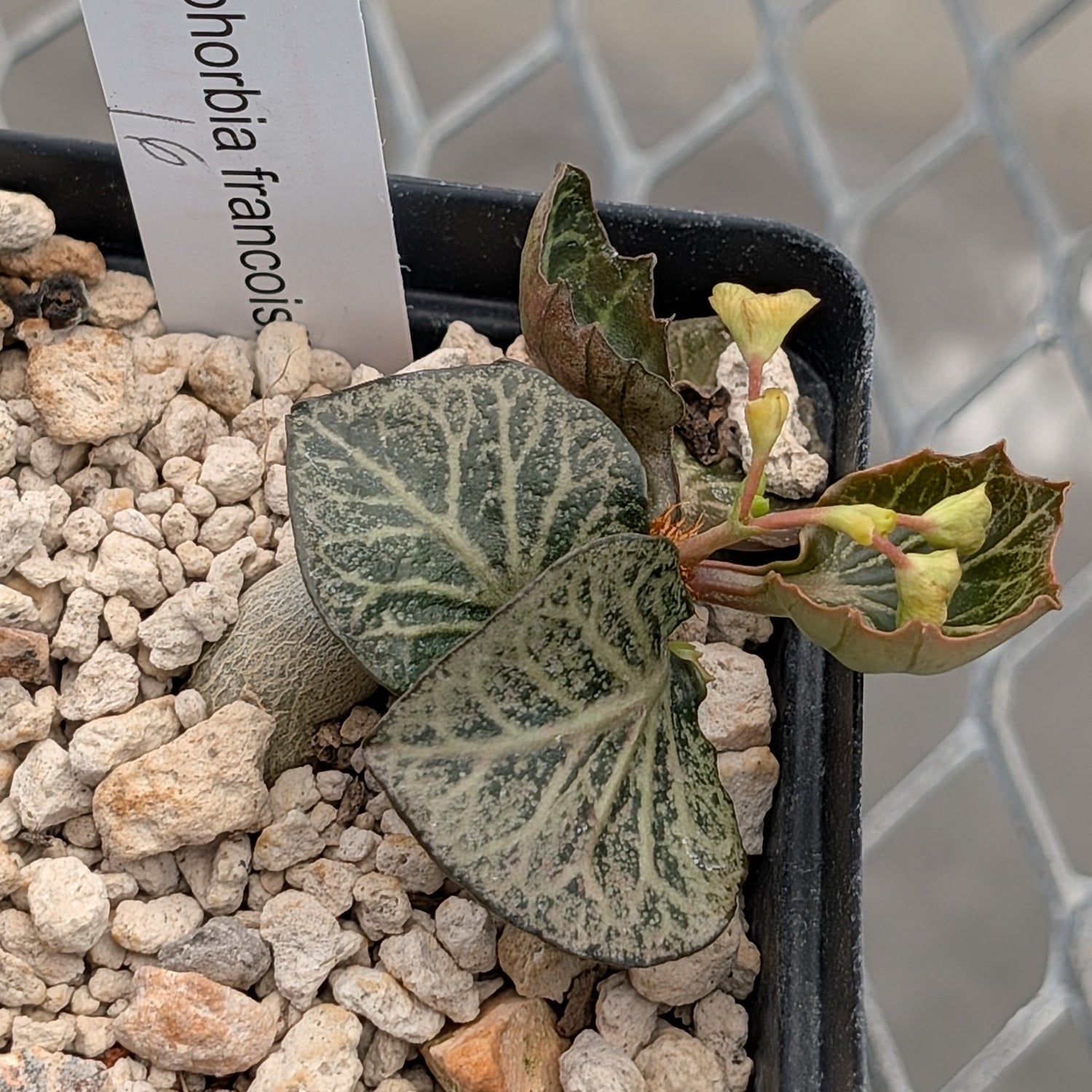Euphorbia francoisii #16