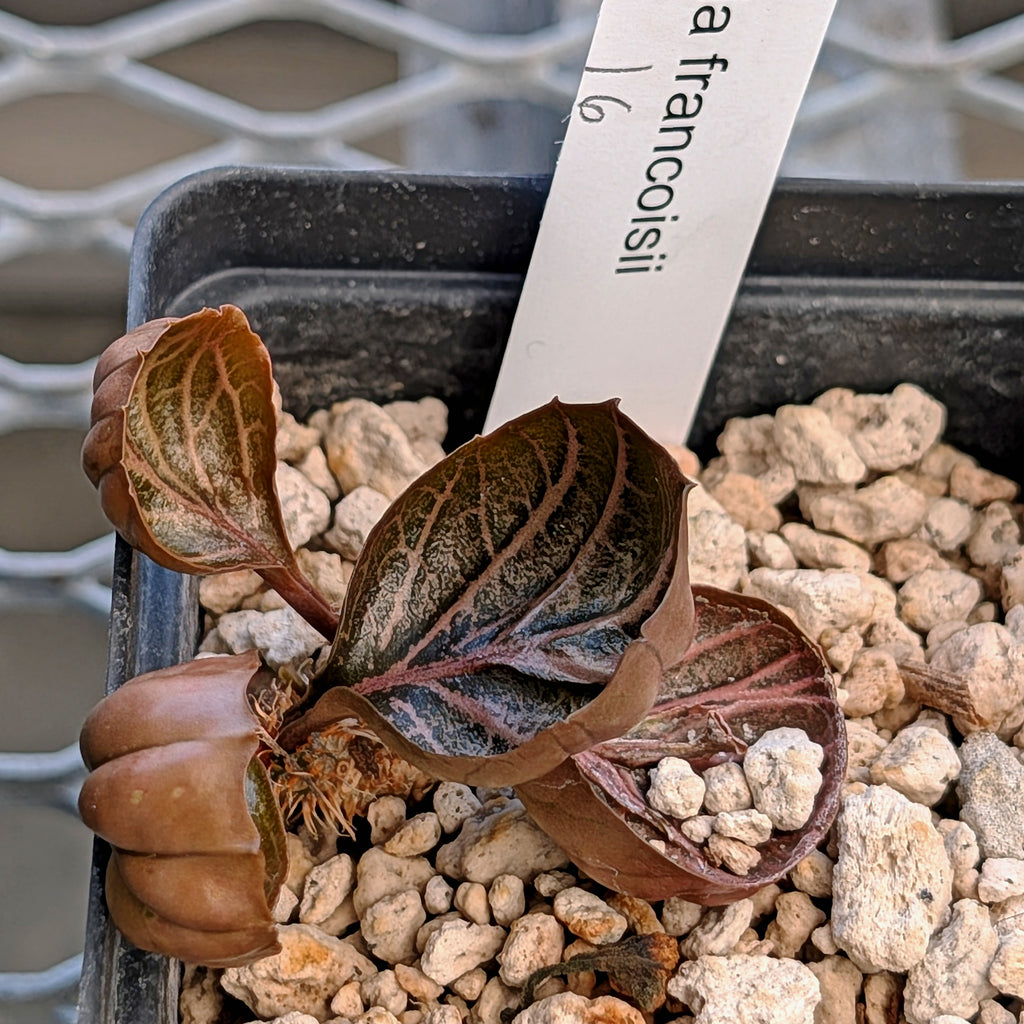 Euphorbia francoisii #16