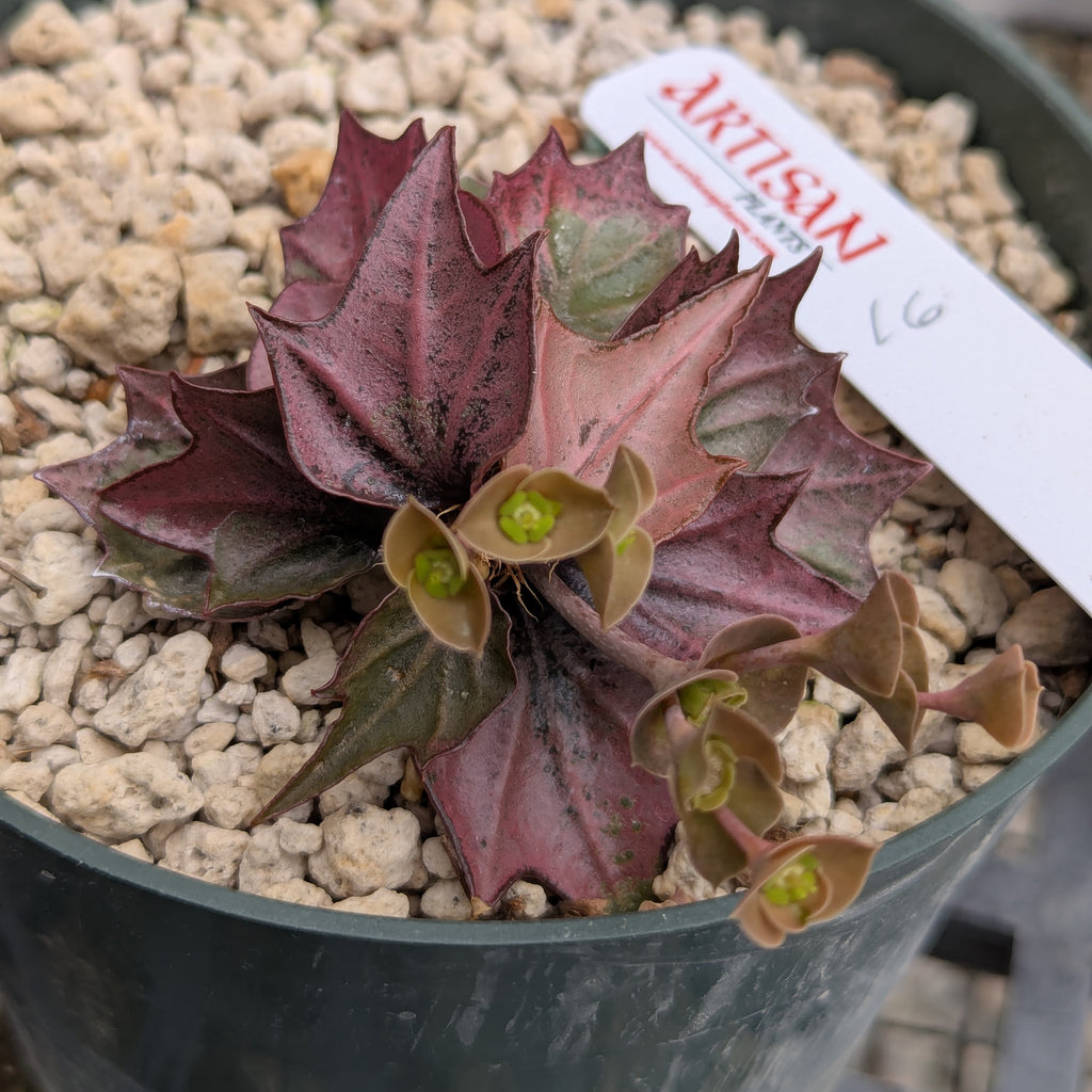Euphorbia francoisii #16