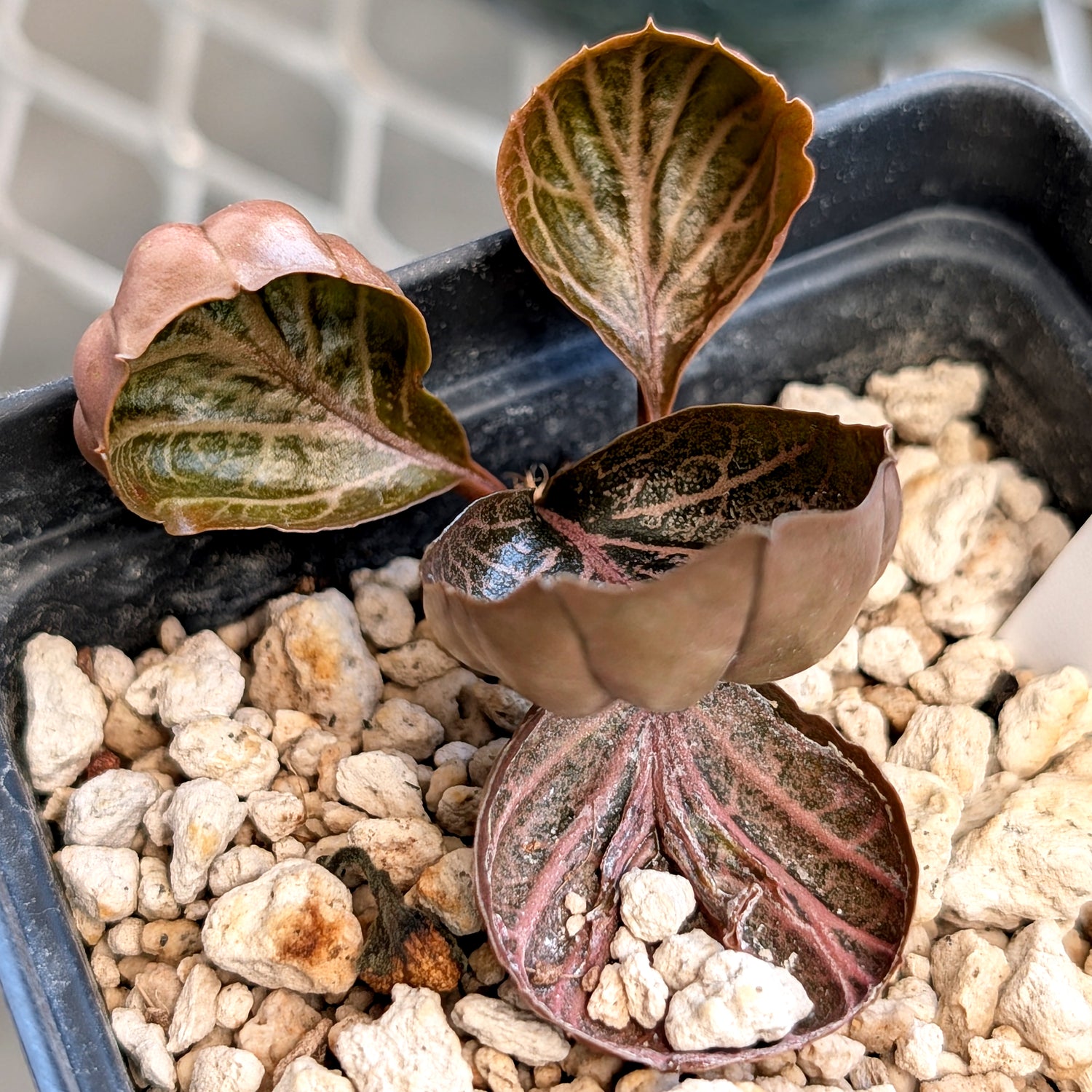 Euphorbia francoisii #16