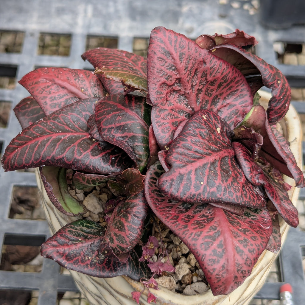 Euphorbia francoisii #17