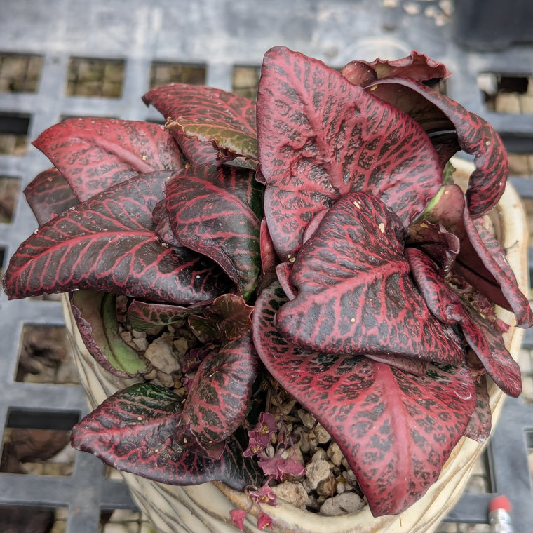 Euphorbia francoisii #17