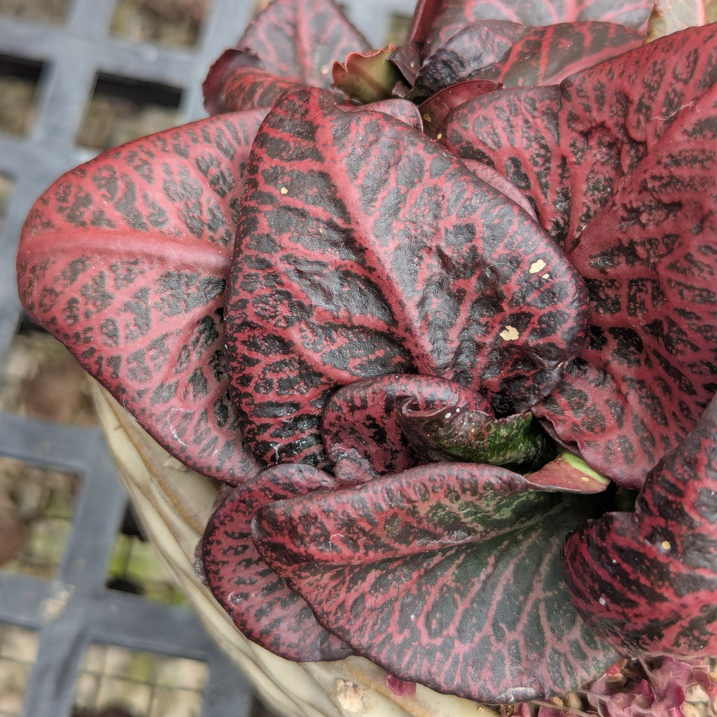 Euphorbia francoisii #17