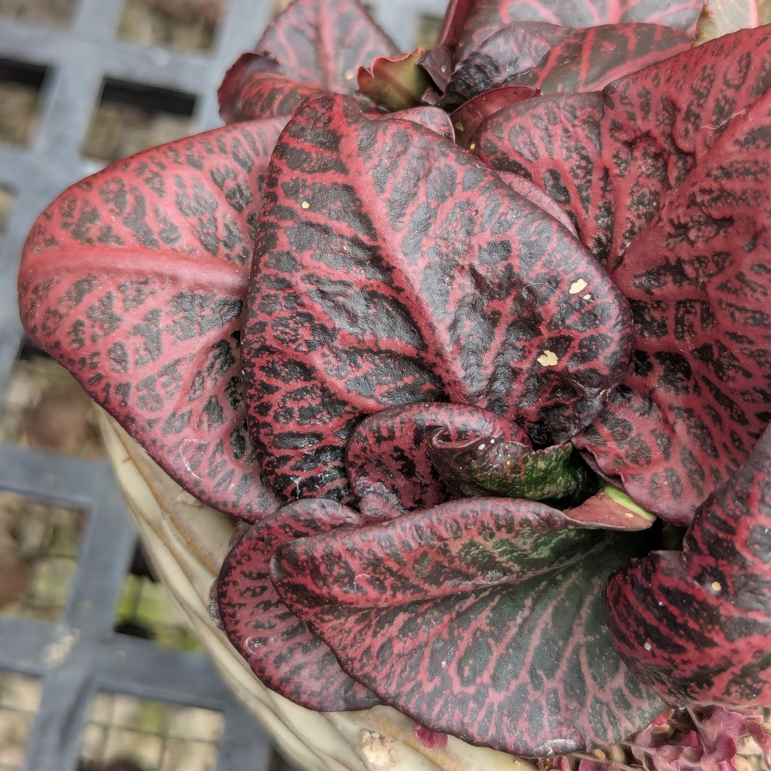 Euphorbia francoisii #17