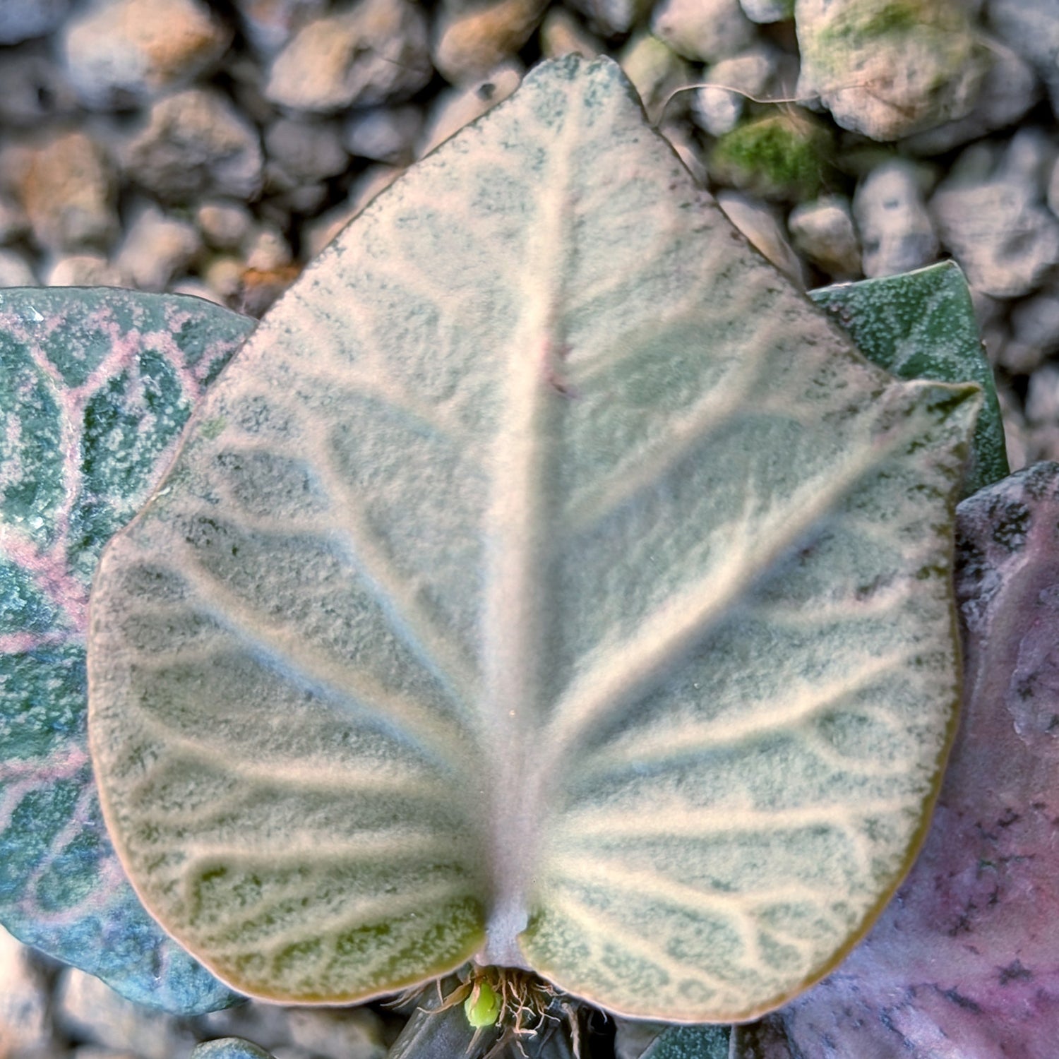 Euphorbia francoisii #17