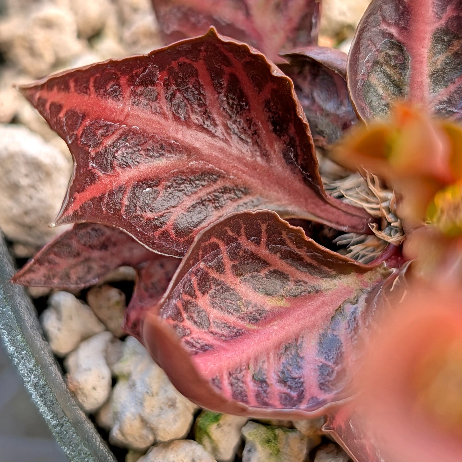 Euphorbia francoisii #17
