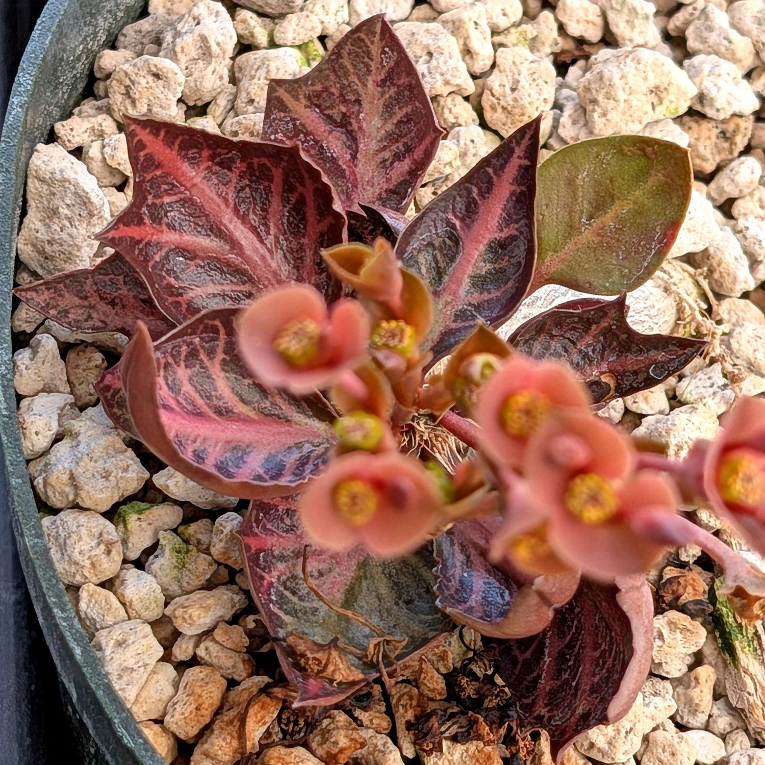Euphorbia francoisii #17