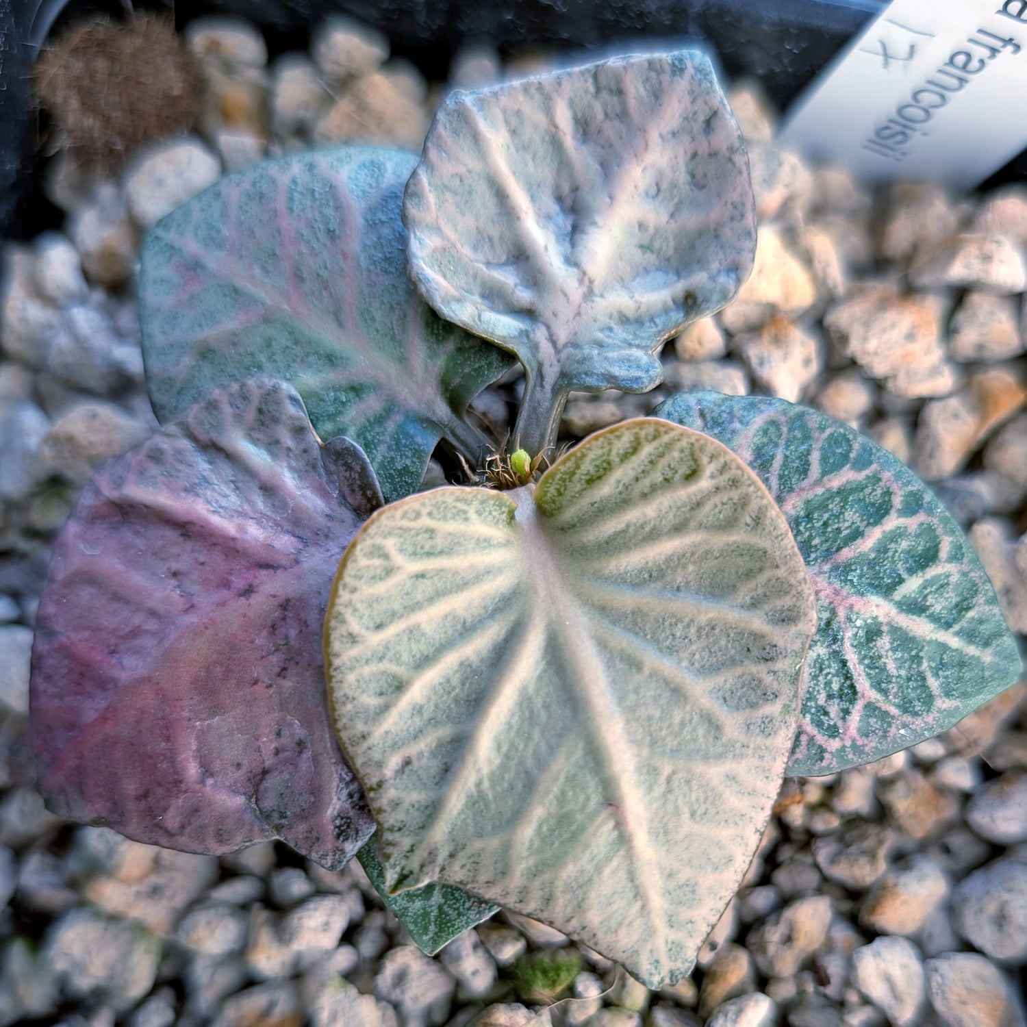 Euphorbia francoisii #17