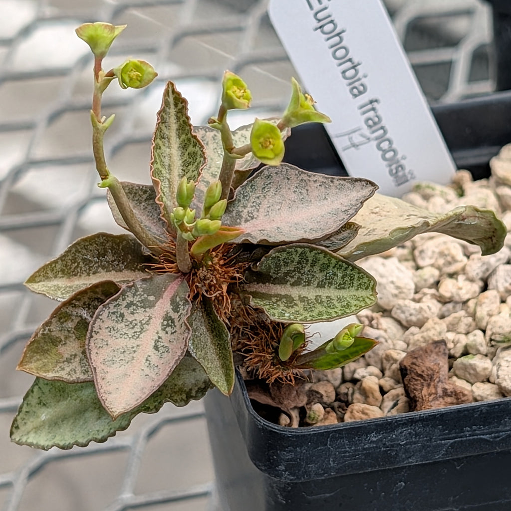 Euphorbia francoisii #17
