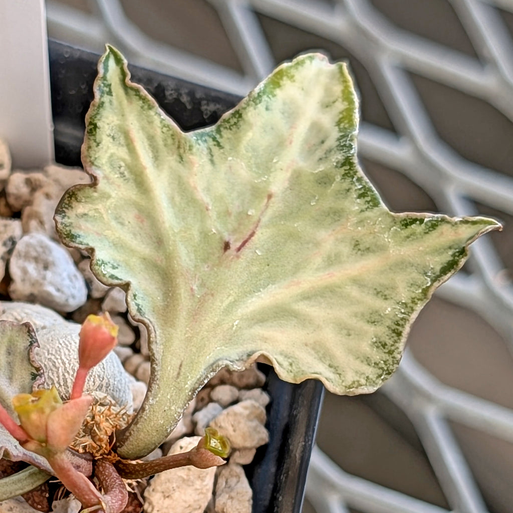 Euphorbia francoisii #17