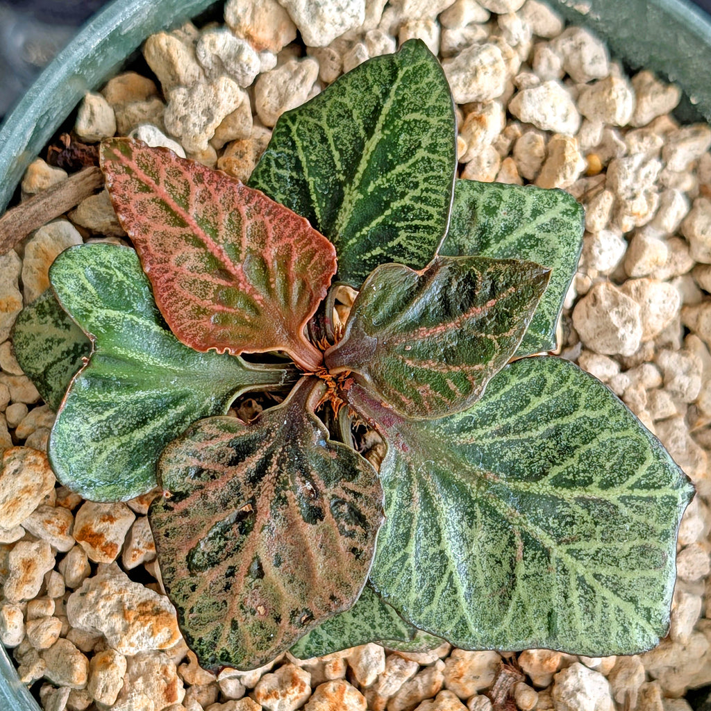 Euphorbia francoisii #17