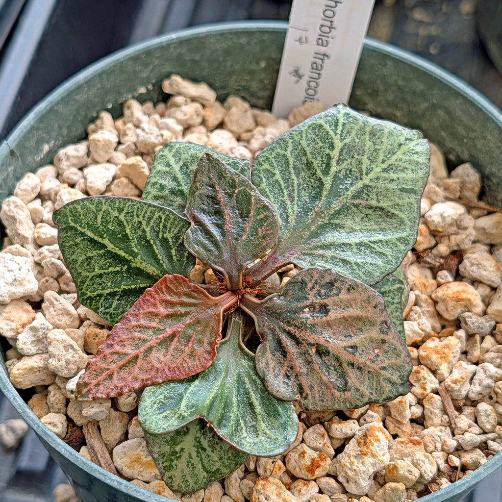 Euphorbia francoisii #17