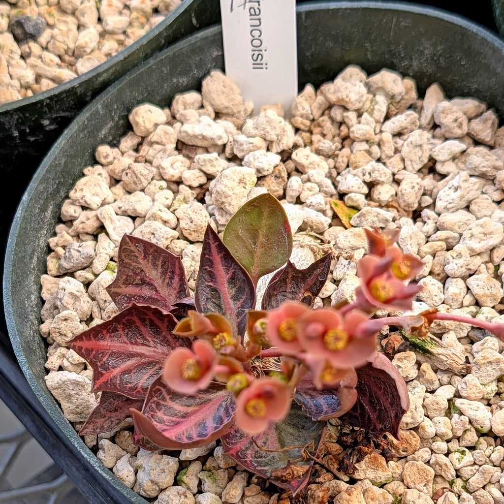 Euphorbia francoisii #17