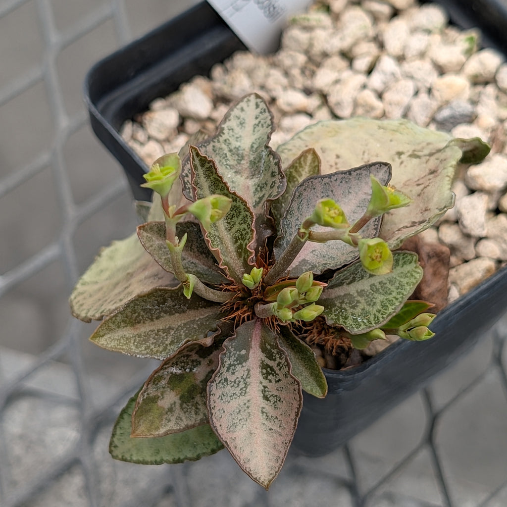 Euphorbia francoisii #17