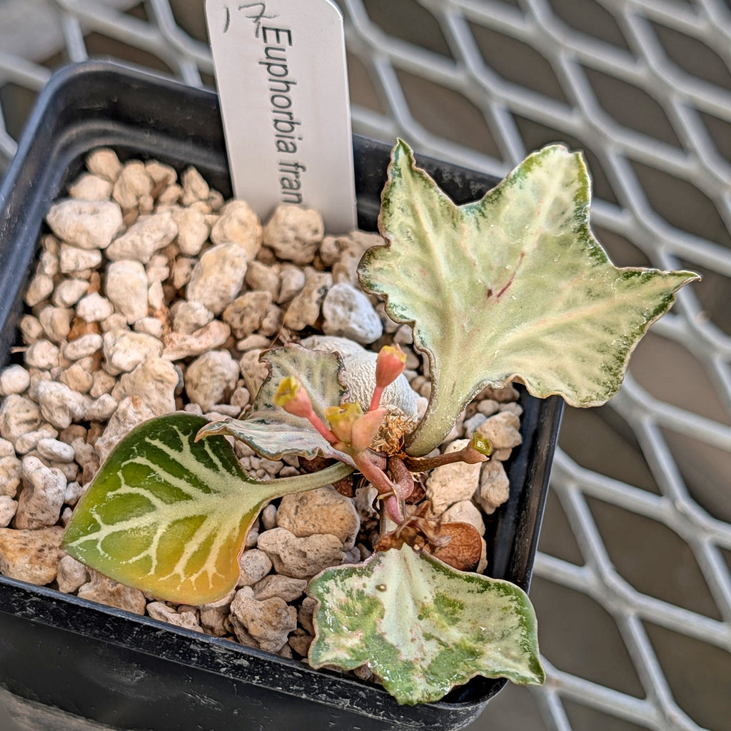 Euphorbia francoisii #17