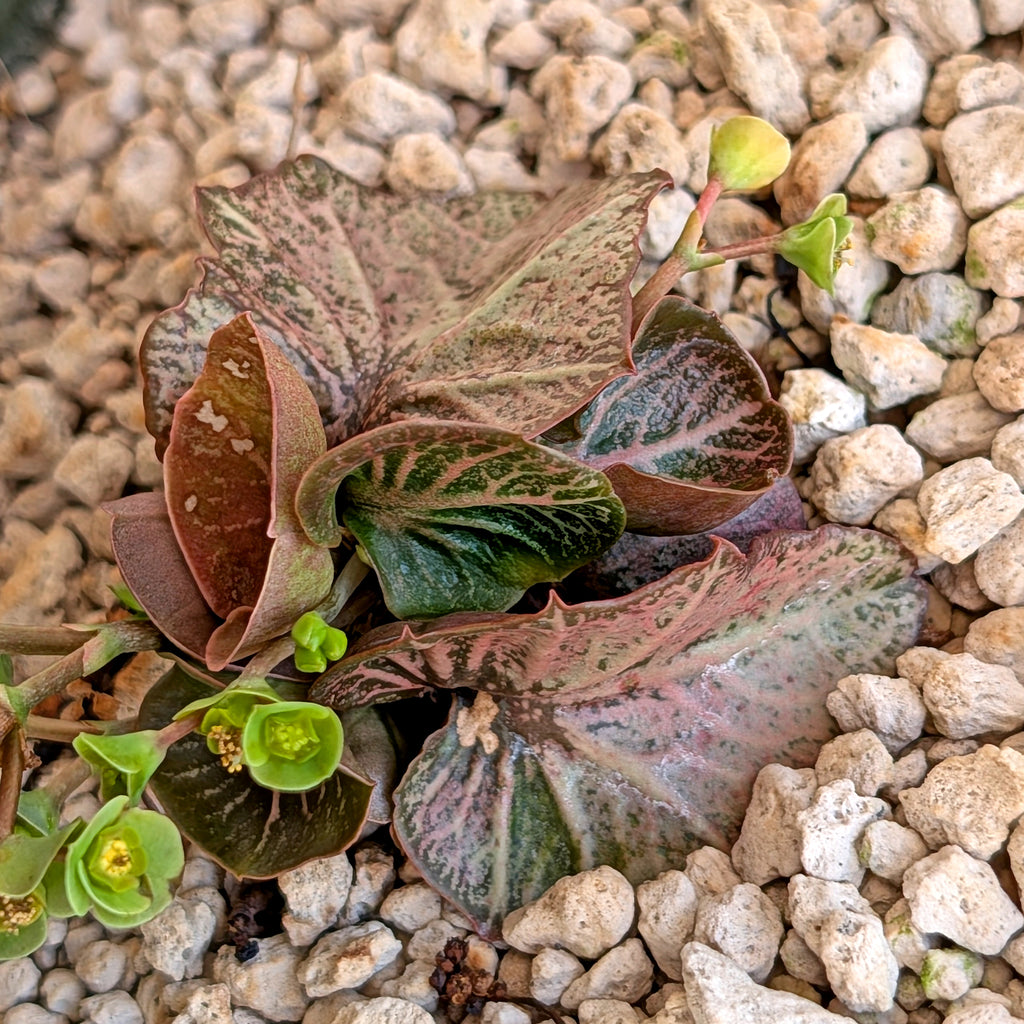 Euphorbia francoisii #18