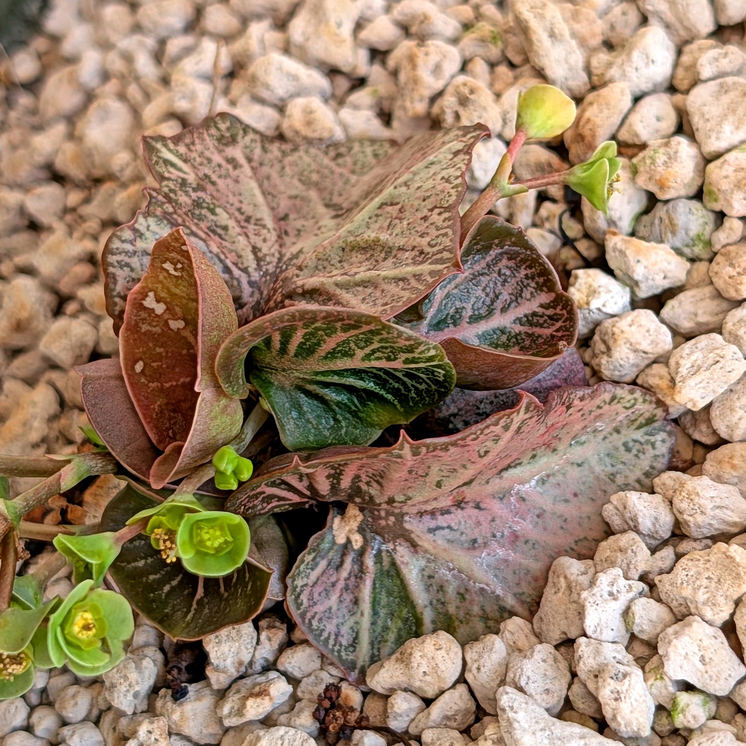 Euphorbia francoisii #18